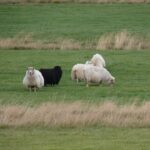Bluegrass Gang in Island: Mäh-Arbeiten auf Island