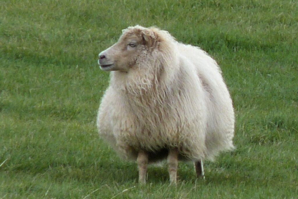 Bluegrass Gang in Island: Mäh-Arbeiten-Vorarbeiterin