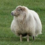 Bluegrass Gang in Island: Mäh-Arbeiten-Vorarbeiterin